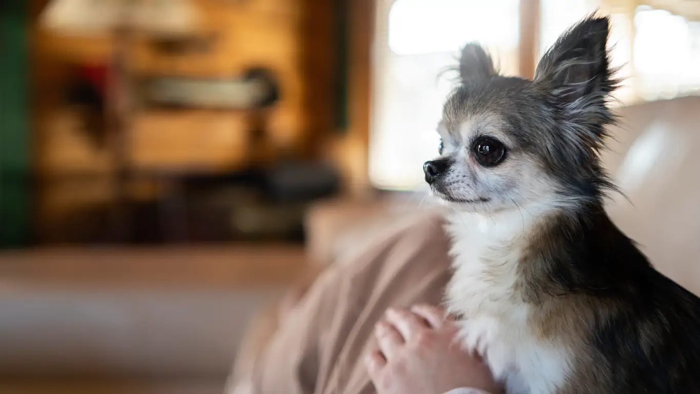 Common Causes of Coughing in Chihuahuas 