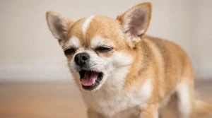 Chihuahua Coughing: Causes, Symptoms, and Treatment
