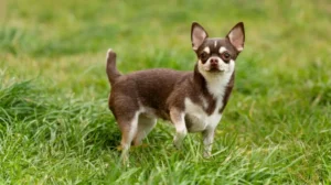Chihuahua Behavior: Traits, Aggression & Training