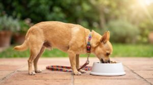 Best Food for Chihuahua: Complete Feeding Guide for Owner